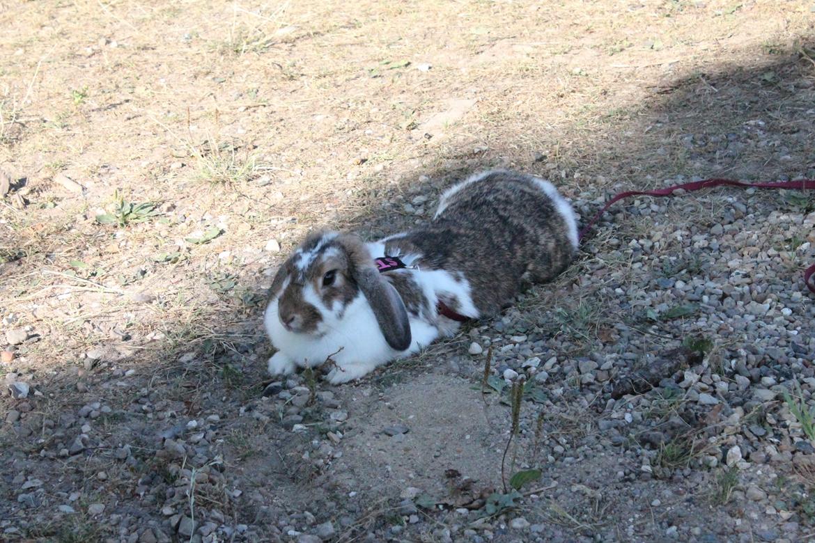 Kanin Strandvejs Toffifee billede 16