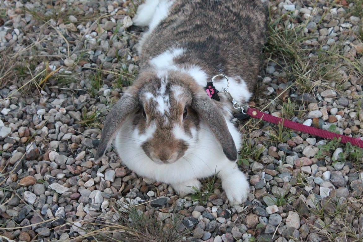 Kanin Strandvejs Toffifee billede 17