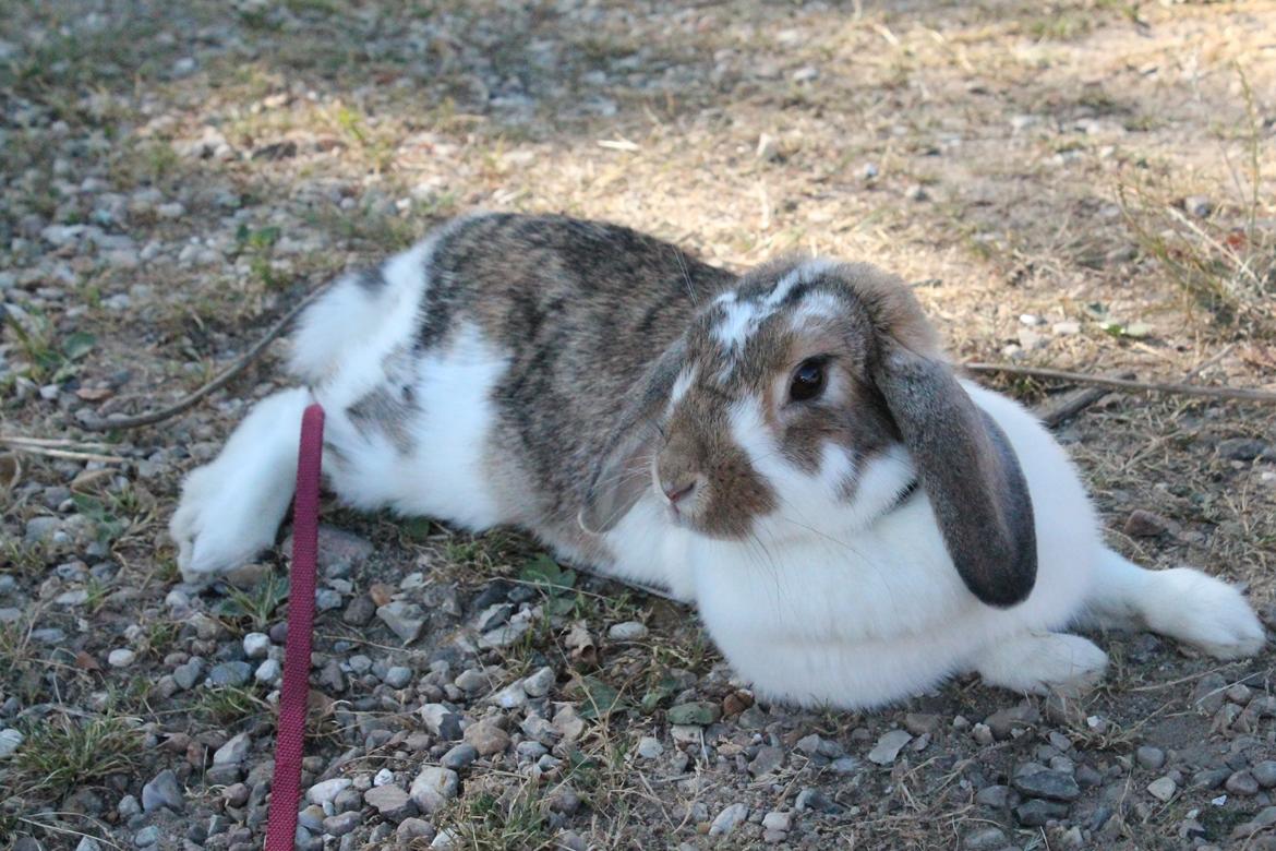 Kanin Strandvejs Toffifee billede 18