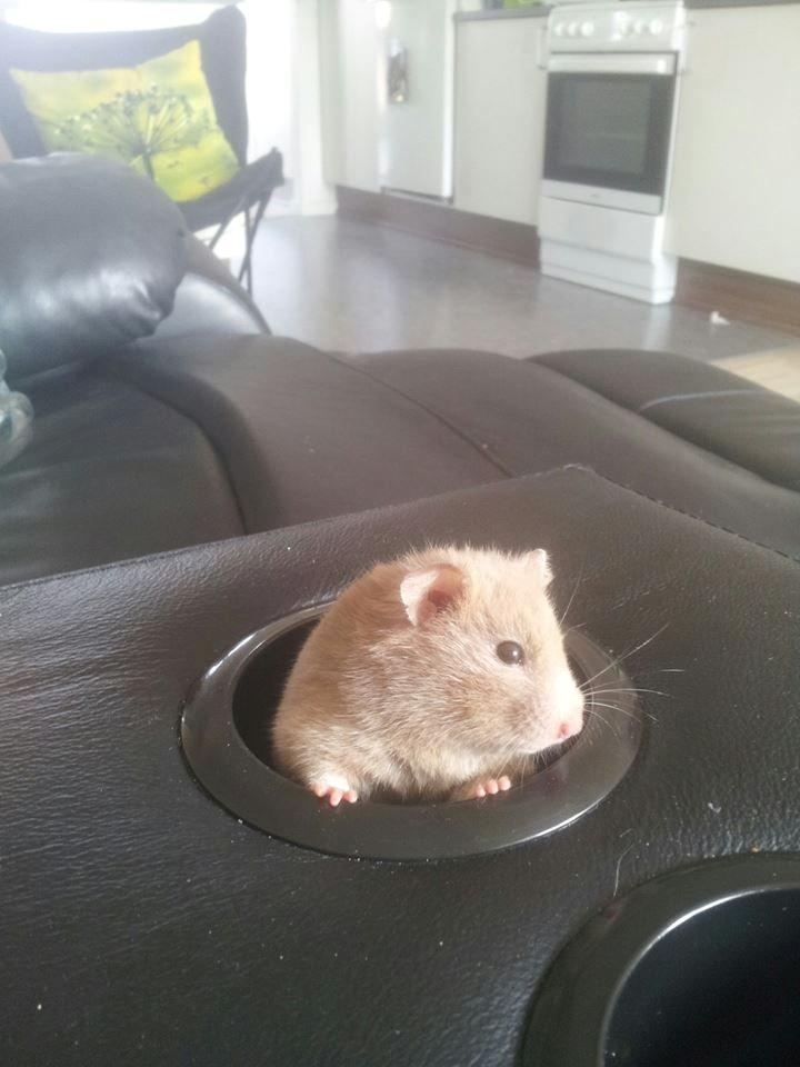 Hamster Prop <3 billede 17