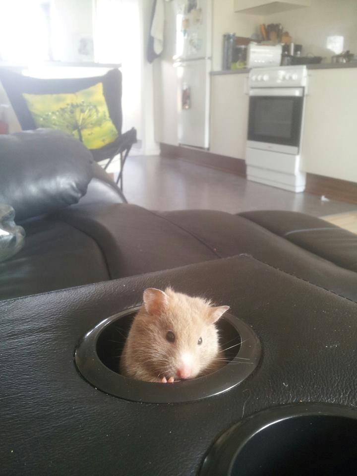 Hamster Prop <3 billede 18