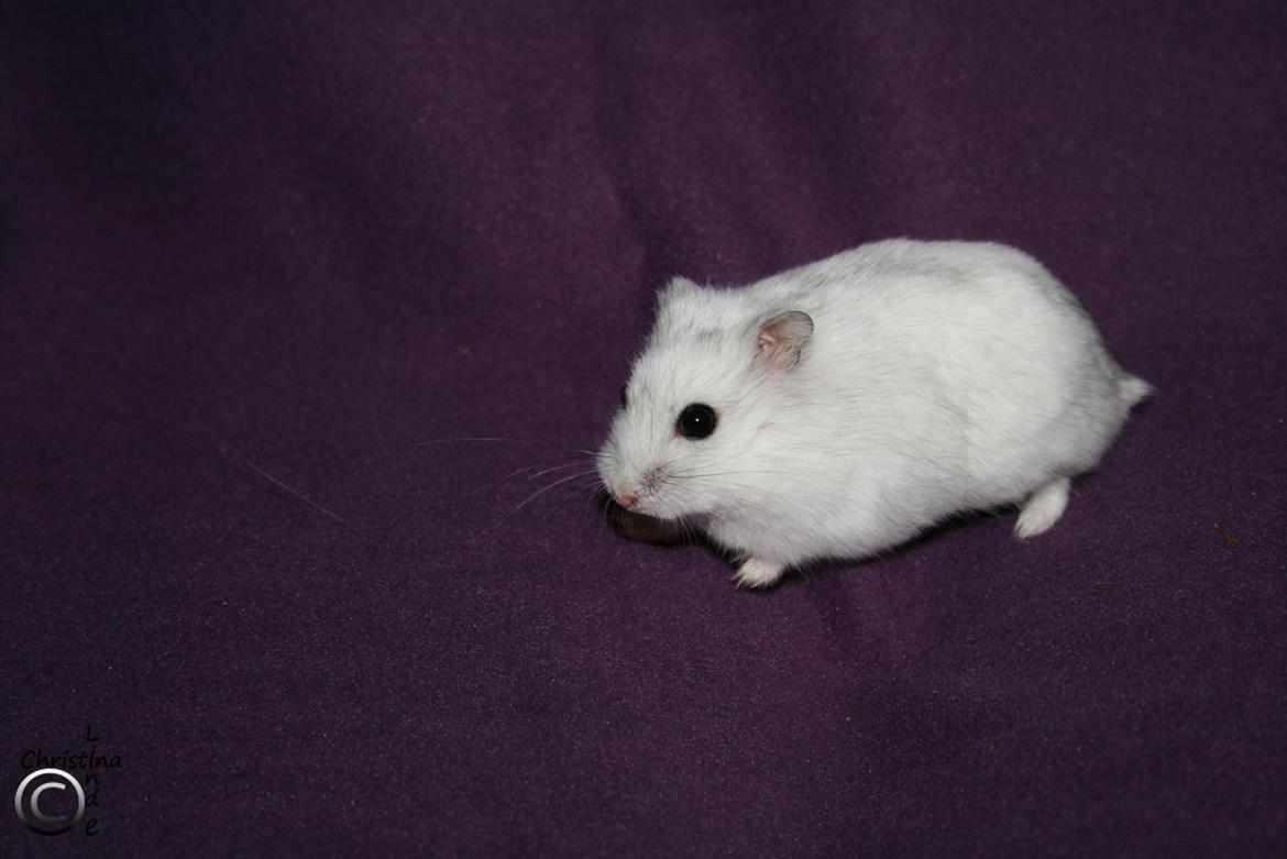 Dværghamster kwo's Diva - RIP billede 1