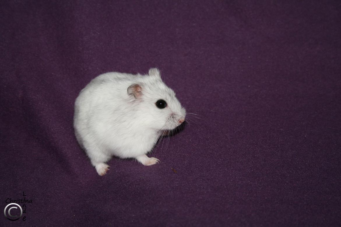 Dværghamster kwo's Diva - RIP billede 2