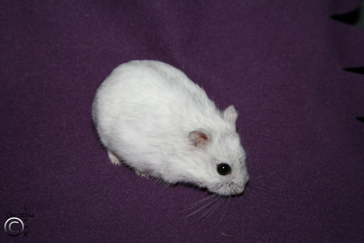 Dværghamster kwo's Diva - RIP billede 4