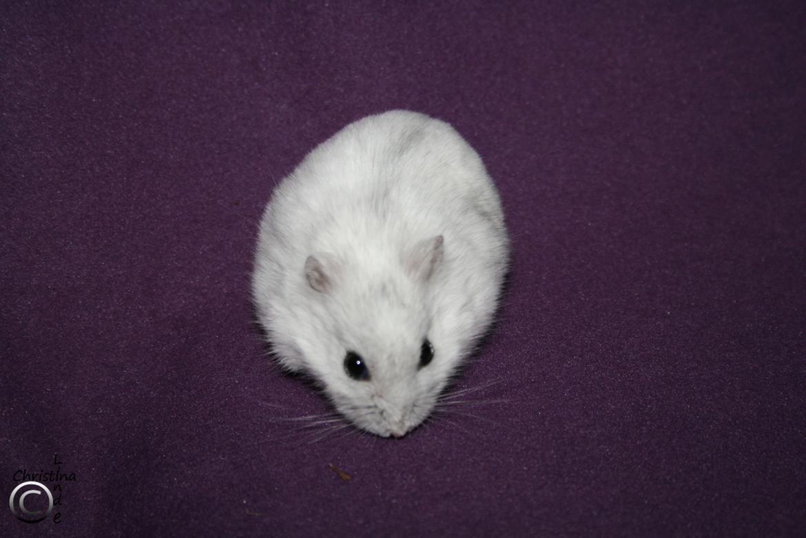 Dværghamster kwo's Diva - RIP billede 5