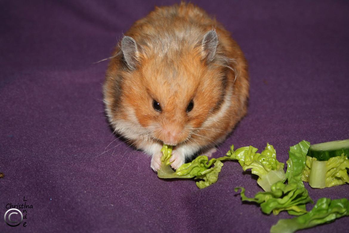 Hamster Malthes Louisiana RIP billede 1