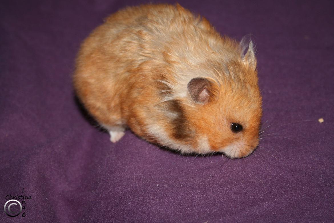 Hamster Malthes Louisiana RIP billede 3