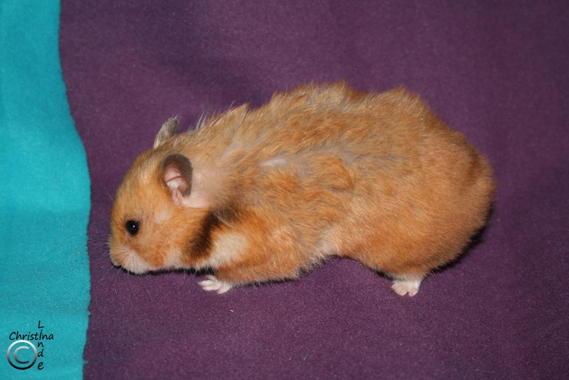 Hamster Malthes Louisiana RIP billede 4