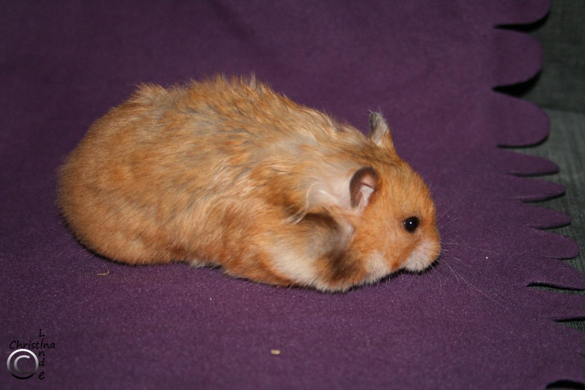 Hamster Malthes Louisiana RIP billede 5