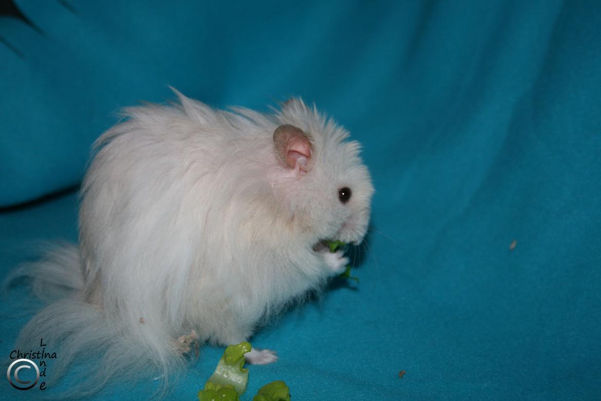 Hamster Champ. Lindes Gandalf - RIP billede 1