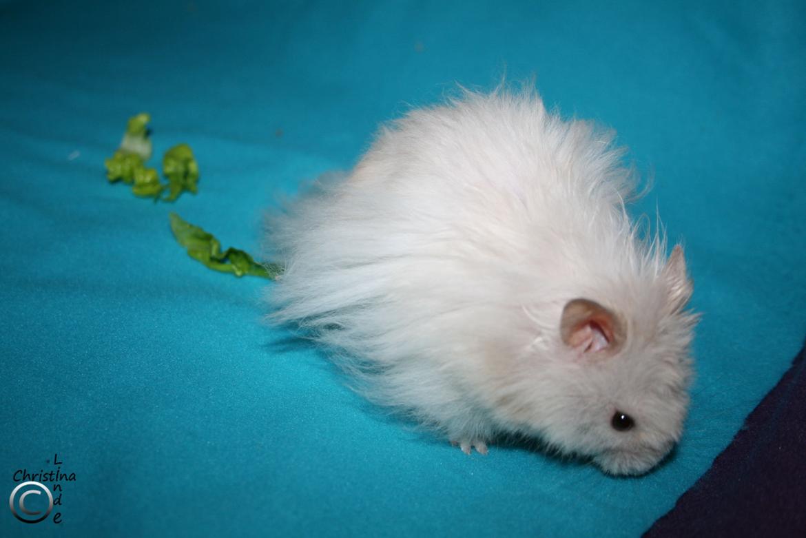 Hamster Champ. Lindes Gandalf - RIP billede 2