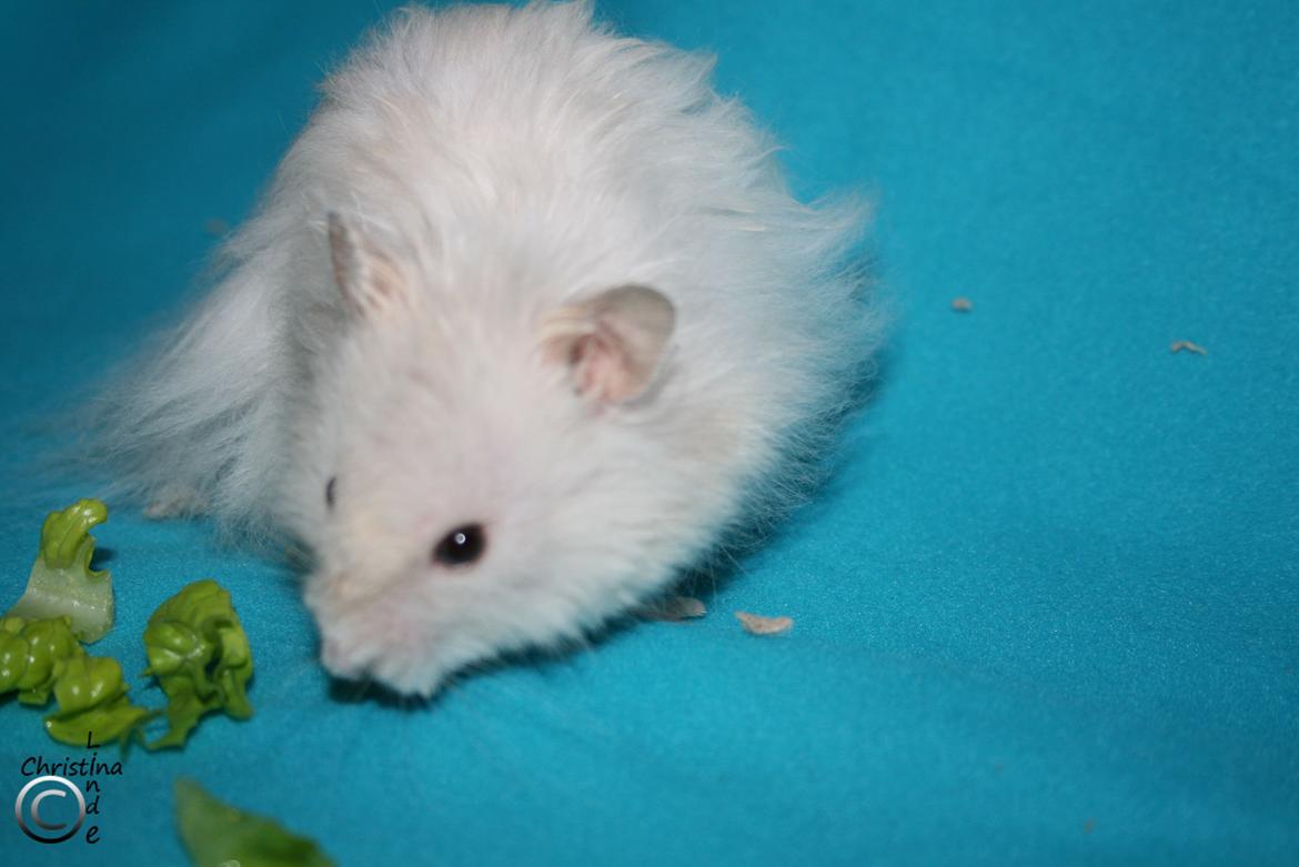 Hamster Champ. Lindes Gandalf - RIP billede 3