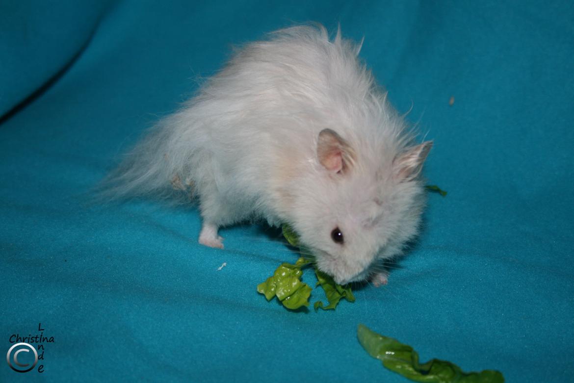 Hamster Champ. Lindes Gandalf - RIP billede 4