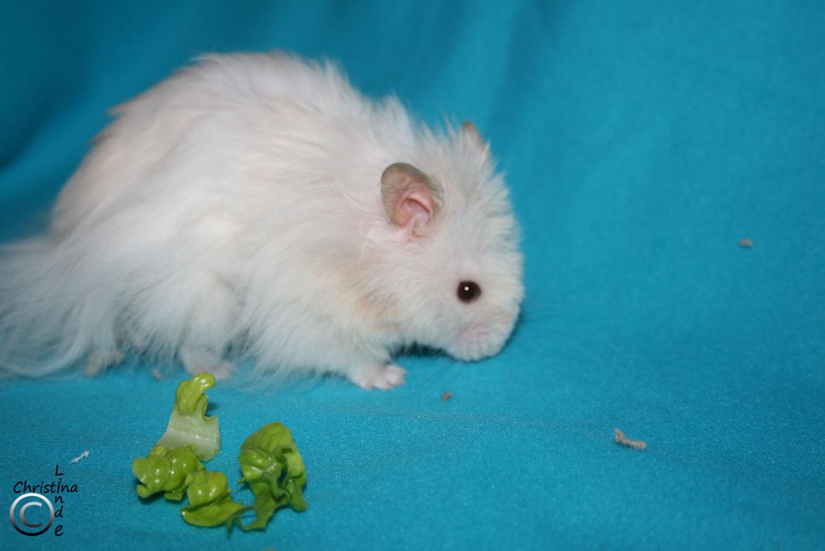 Hamster Champ. Lindes Gandalf - RIP billede 5