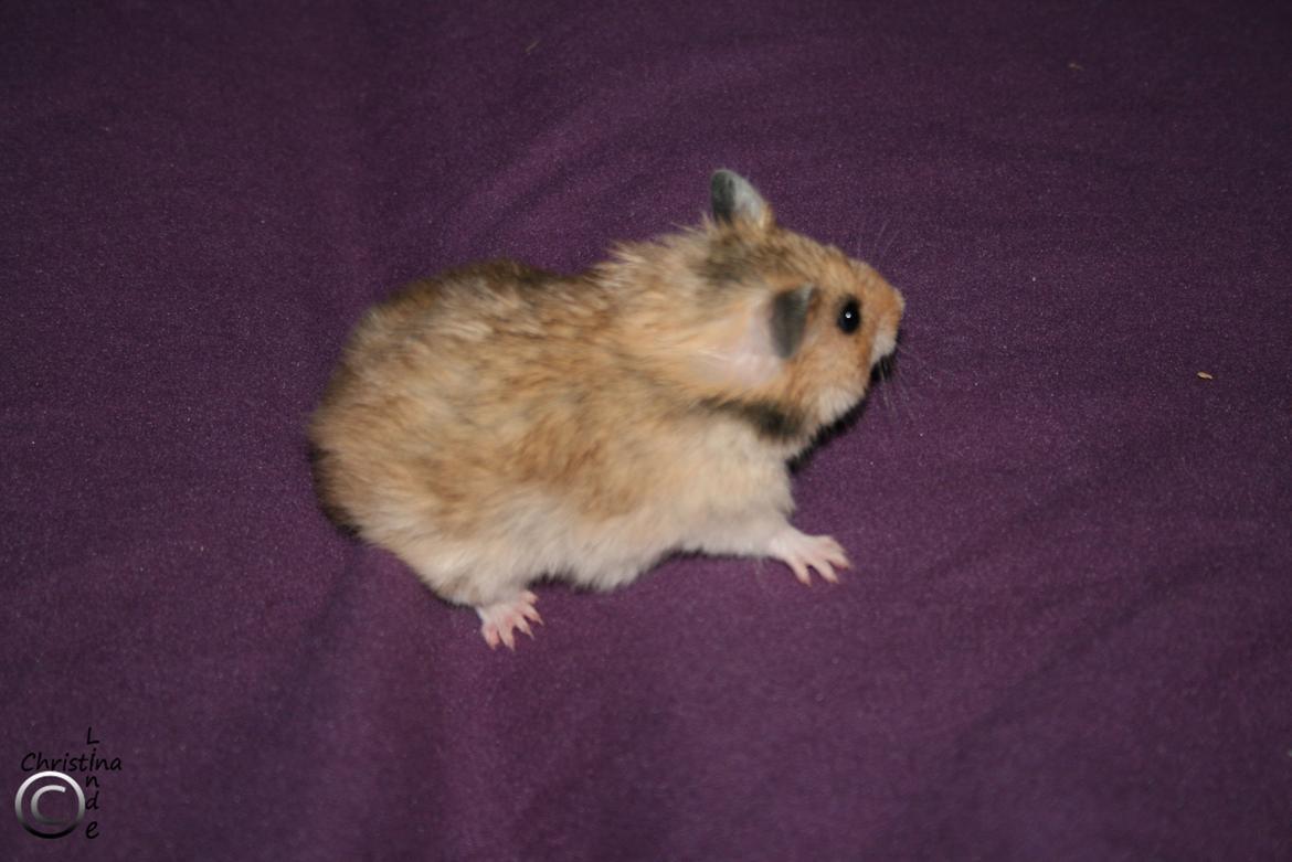 Hamster Lindes Galathea - Galathea 5 uger gammel billede 2