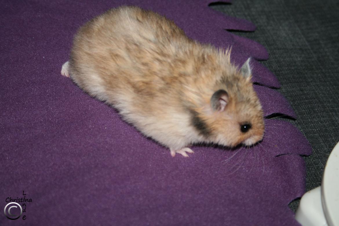 Hamster Lindes Galathea - Galathea 5 uger gammel billede 1