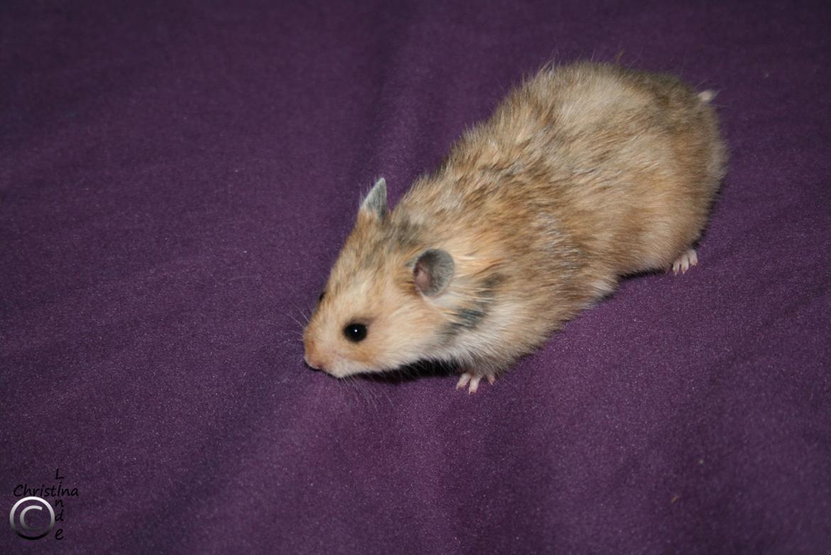 Hamster Lindes Galathea - Galathea 5 uger gammel billede 3