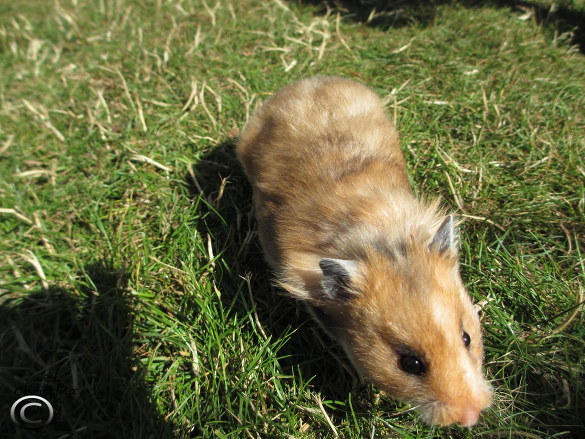 Hamster Lindes Galathea - Galathea i haven, sommeren 2013 billede 4