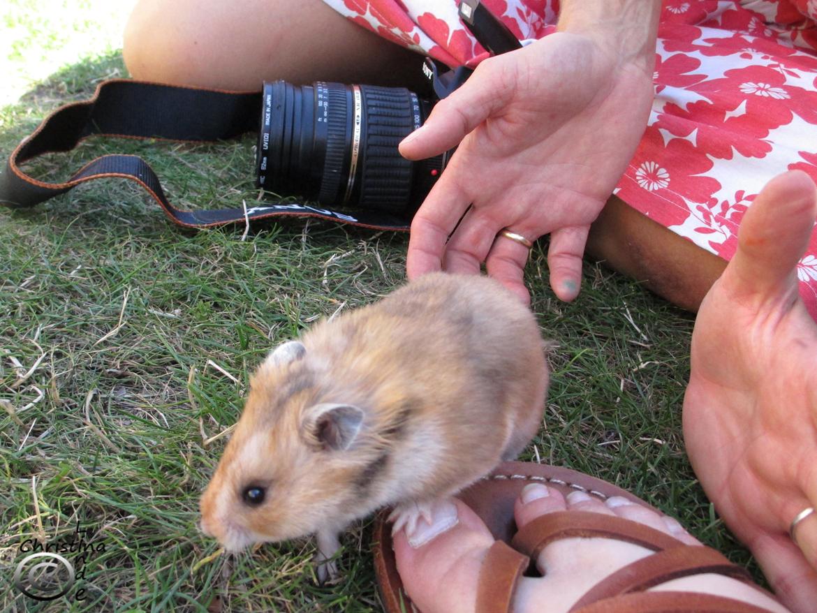 Hamster Lindes Galathea - Galathea i haven, sommeren 2013 billede 5