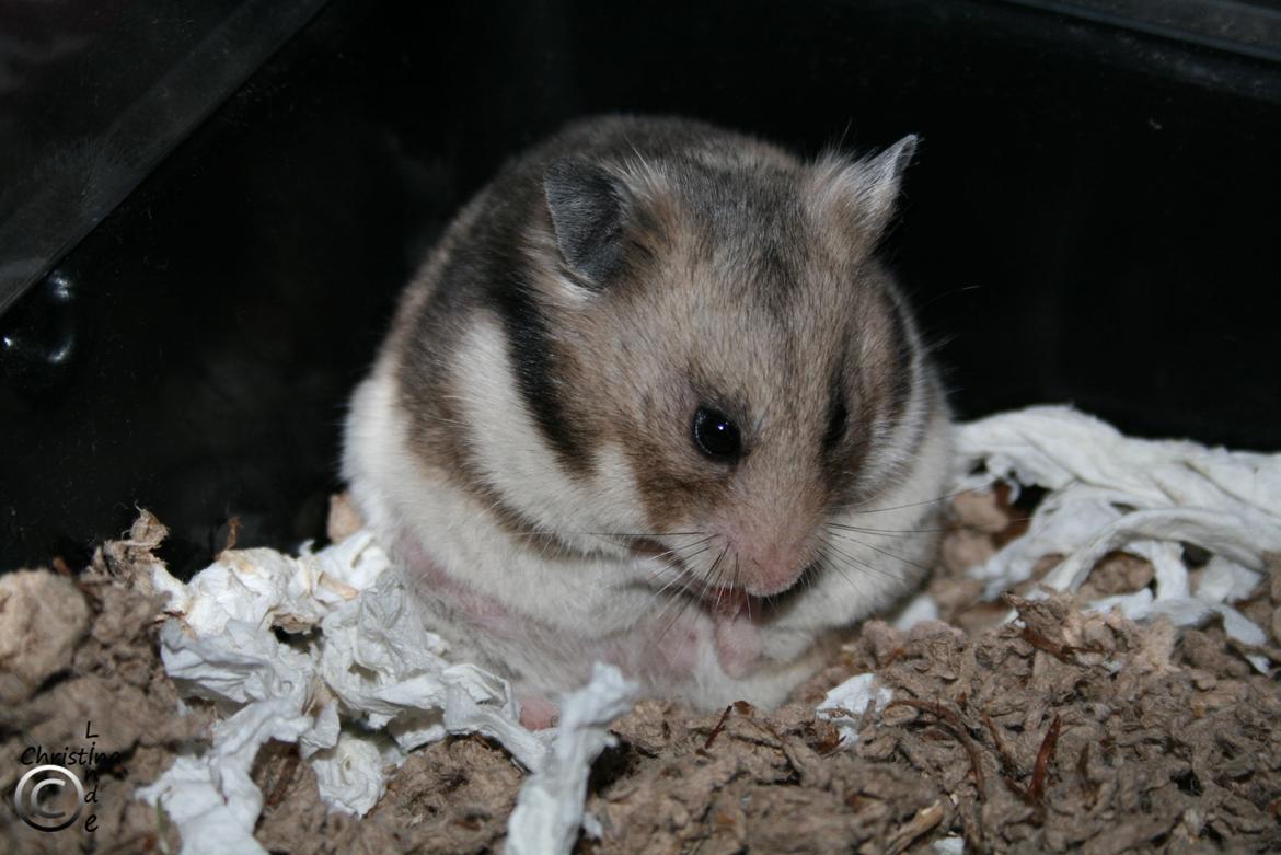 Hamster Hamsterhuette's Zita billede 1
