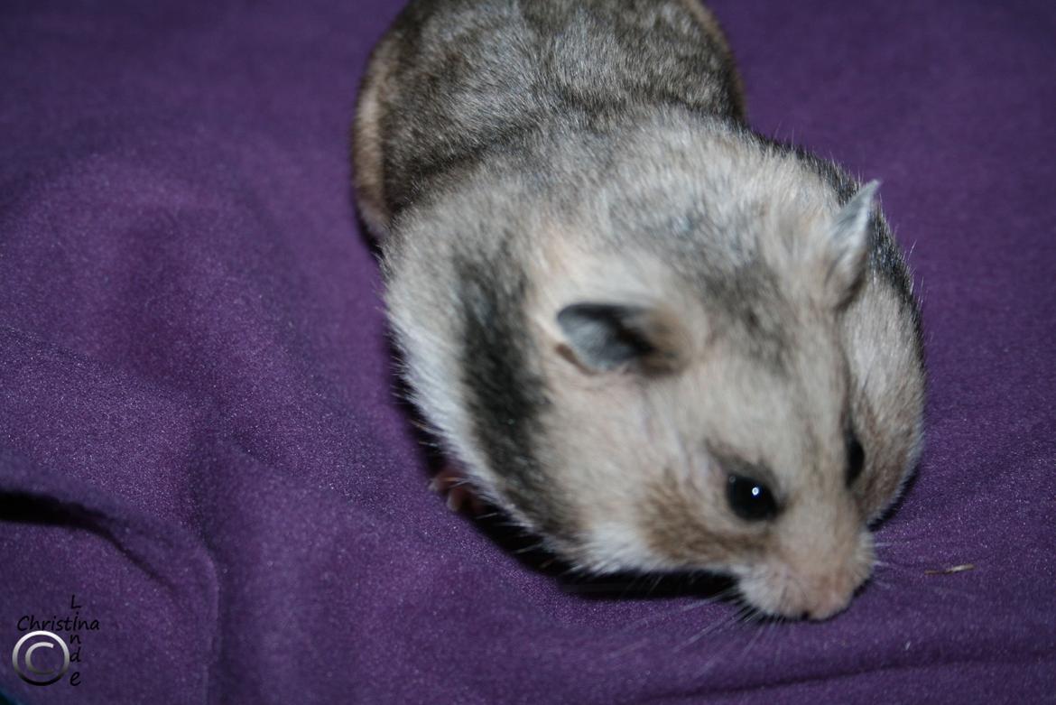 Hamster Hamsterhuette's Zita billede 2