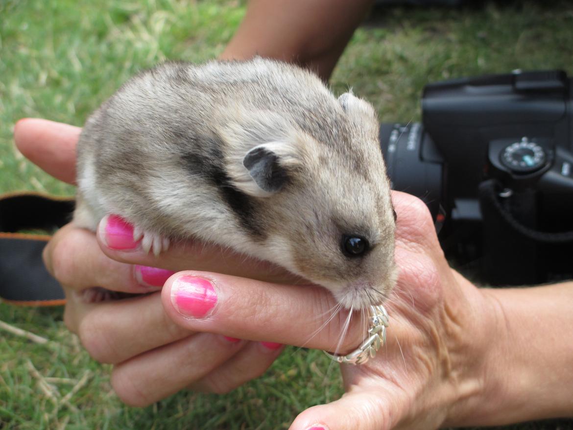 Hamster Hamsterhuette's Zita billede 3