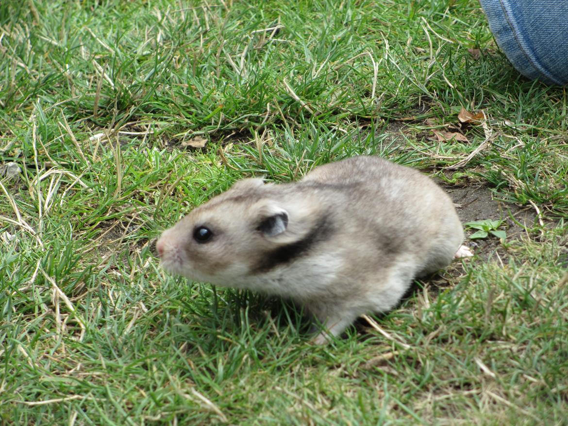 Hamster Hamsterhuette's Zita billede 4