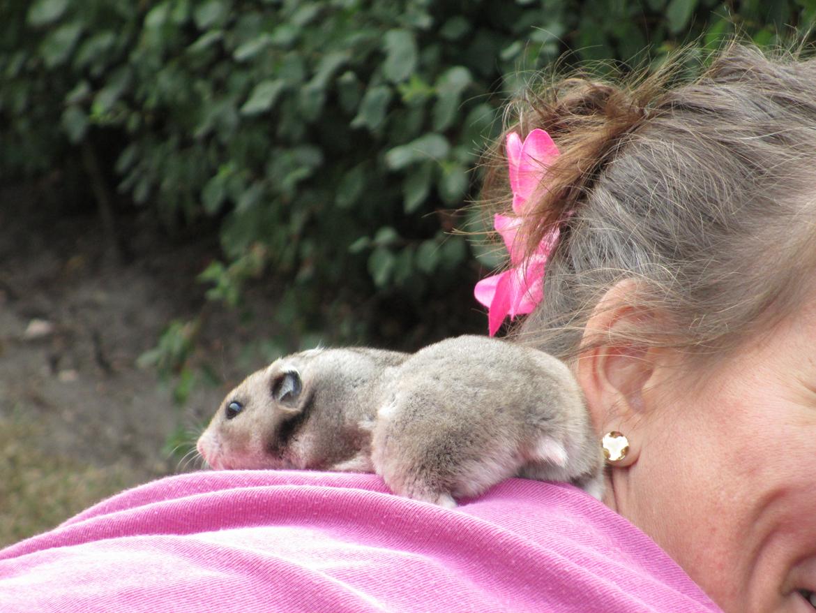 Hamster Hamsterhuette's Zita billede 5