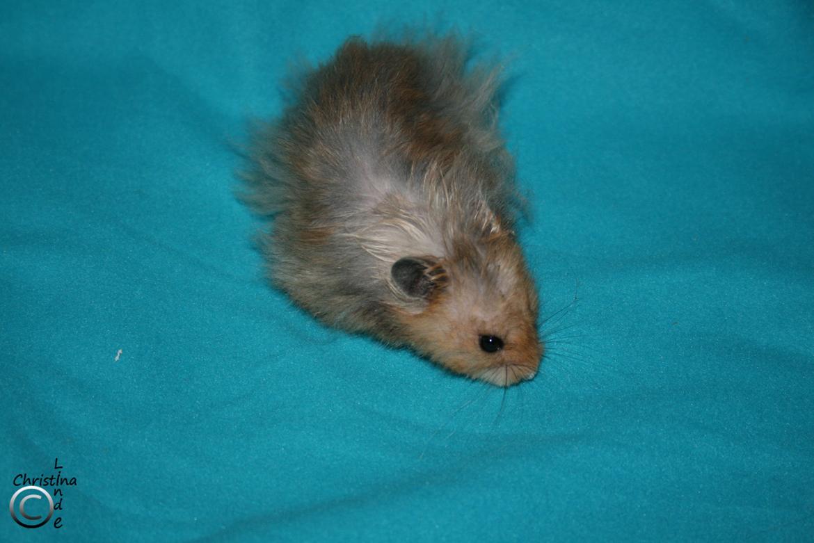 Hamster Fredrik RIP billede 1