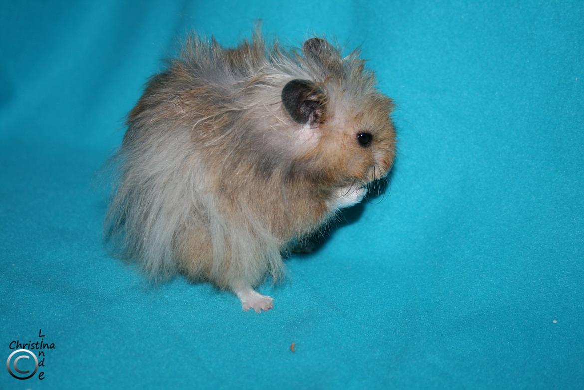 Hamster Fredrik RIP billede 2