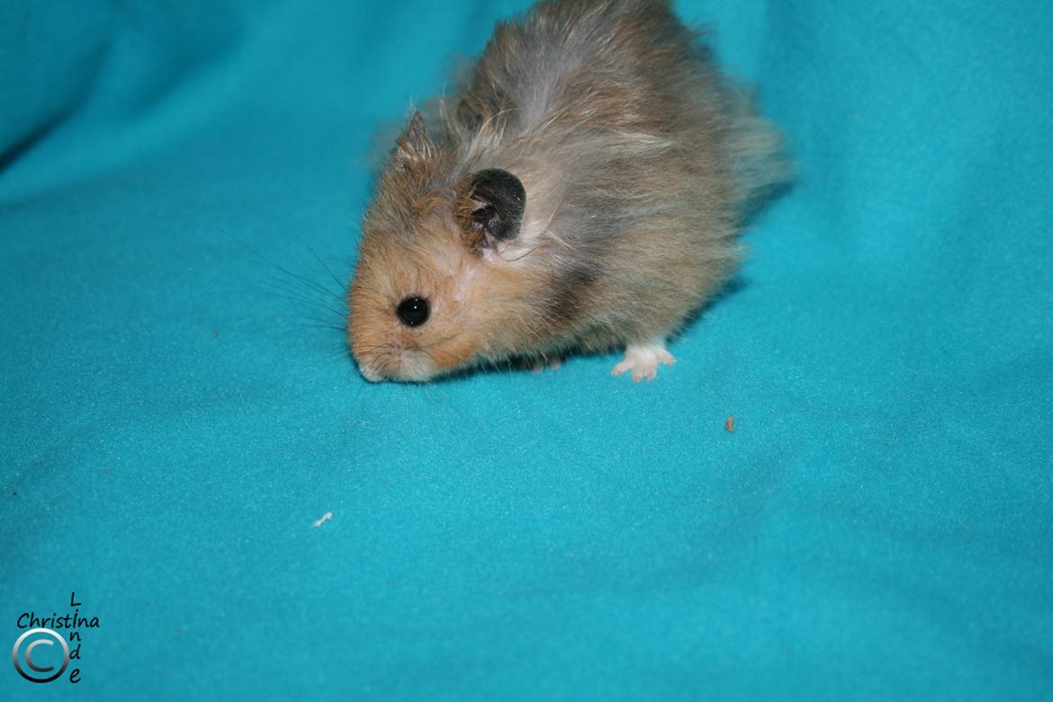 Hamster Fredrik RIP billede 3