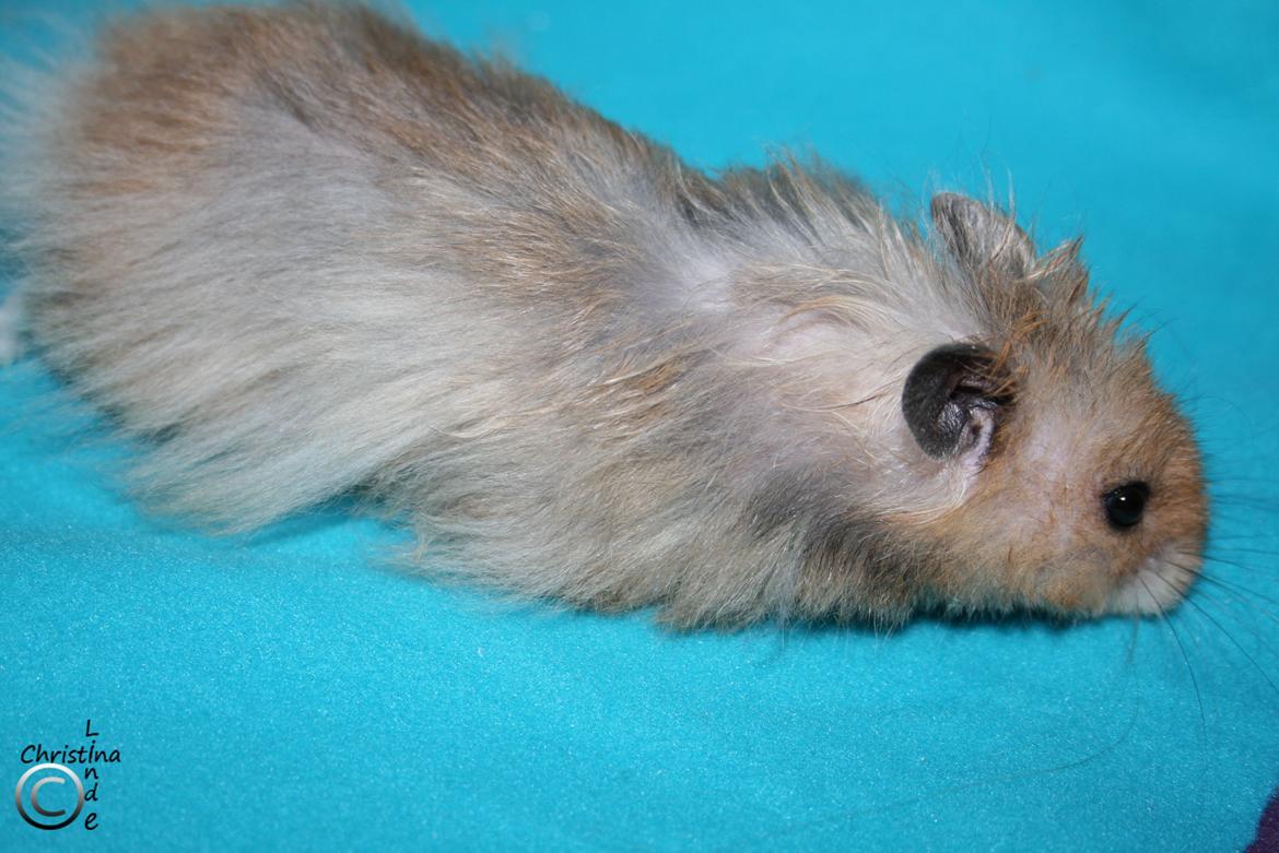 Hamster Fredrik RIP billede 4