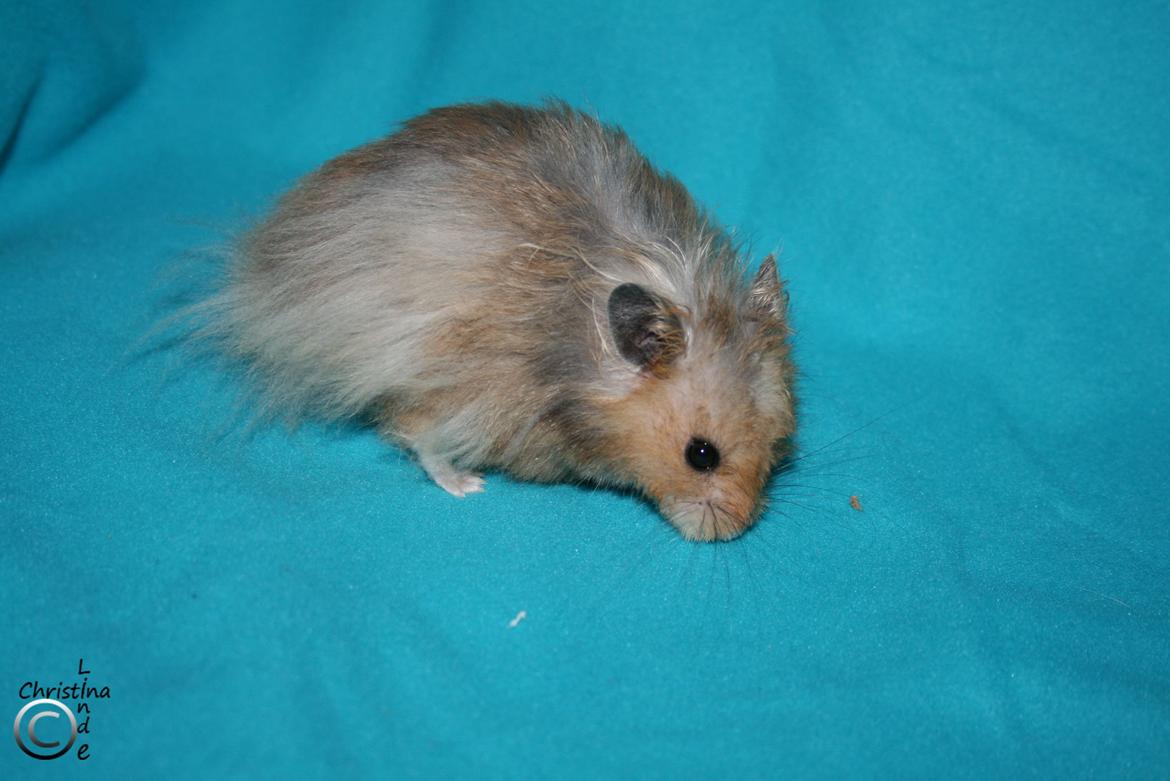 Hamster Fredrik RIP billede 5