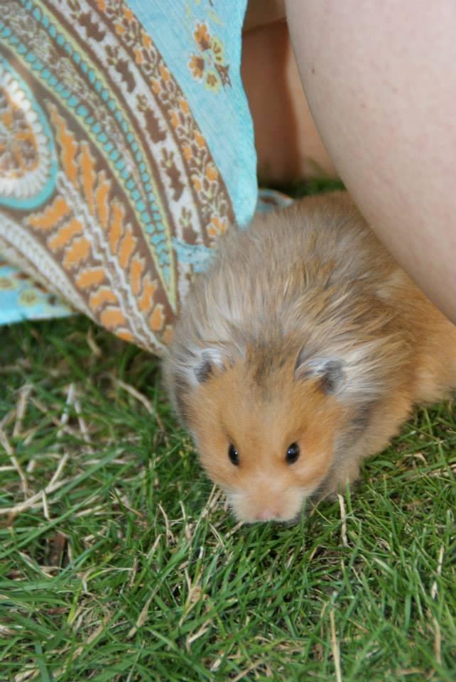 Hamster Lindes Polux - Polux på tur i haven, sommeren 2013 billede 6