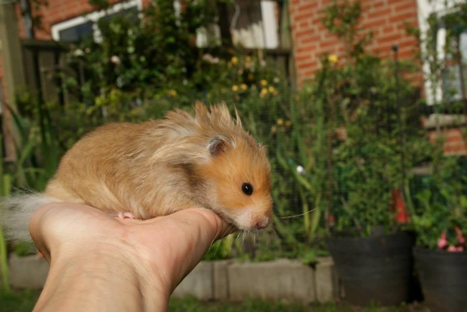 Hamster Lindes Polux - Polux på tur i haven, sommeren 2013 billede 7