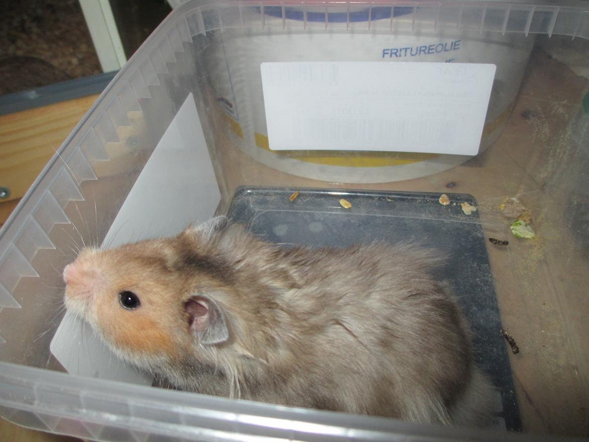 Hamster Lindes Polux - Polux på vægten - men han vil hellere ud billede 9