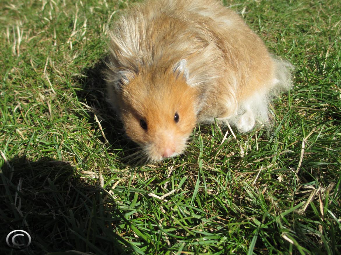 Hamster Lindes Polux - Polux på tur i haven, sommeren 2013 billede 8