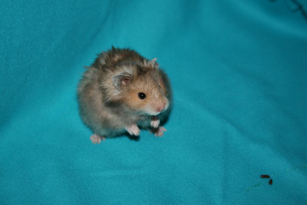 Hamster Lindes Polux - Polux ca 5 uger gammel billede 1