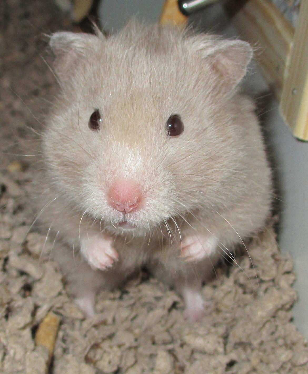 Hamster Malthes Sølvregn RIP billede 1