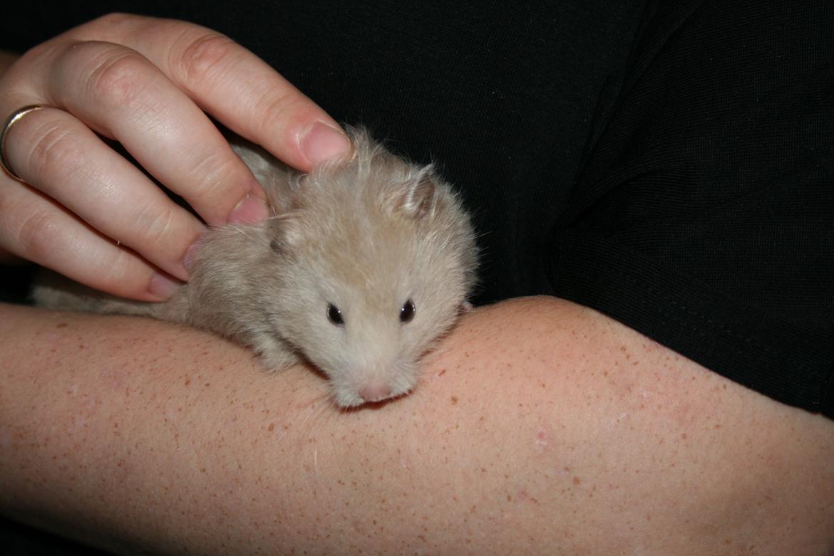Hamster Malthes Sølvregn RIP billede 2
