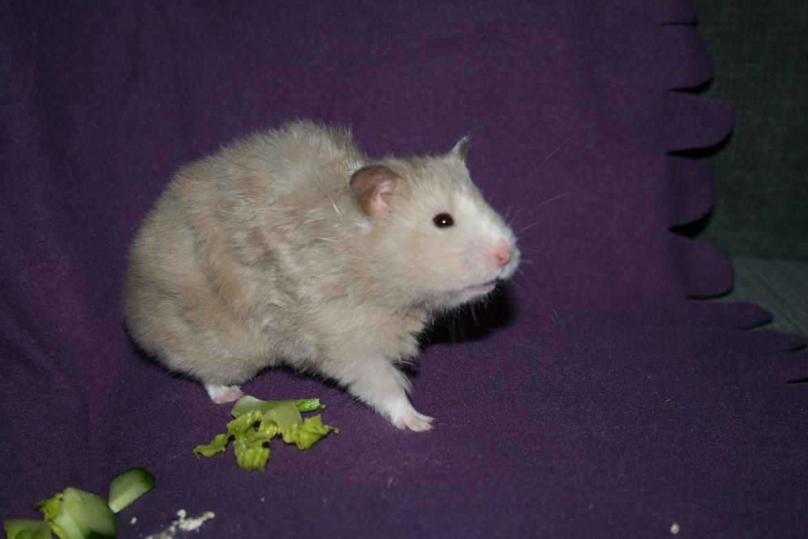 Hamster Malthes Sølvregn RIP billede 3