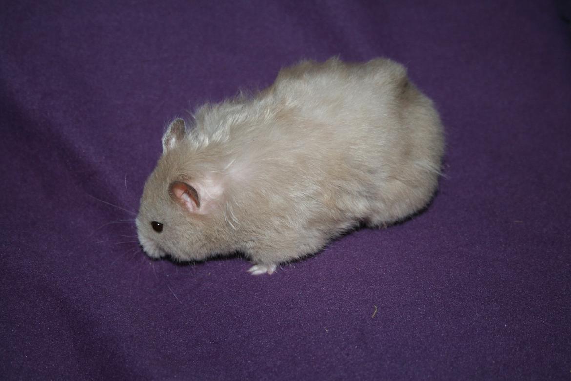 Hamster Malthes Sølvregn RIP billede 4