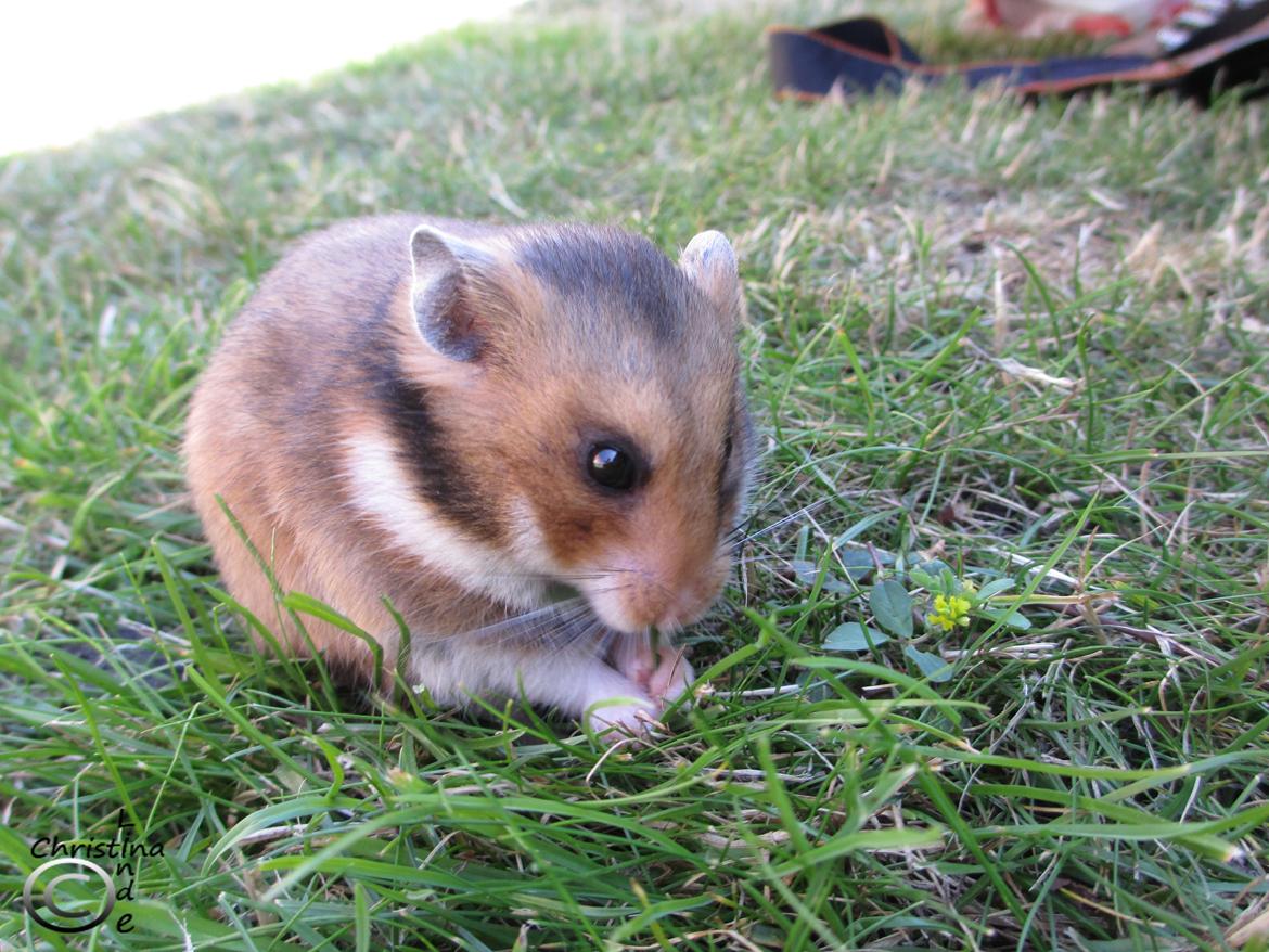 Hamster Champ. Lindes Reykjavik billede 2