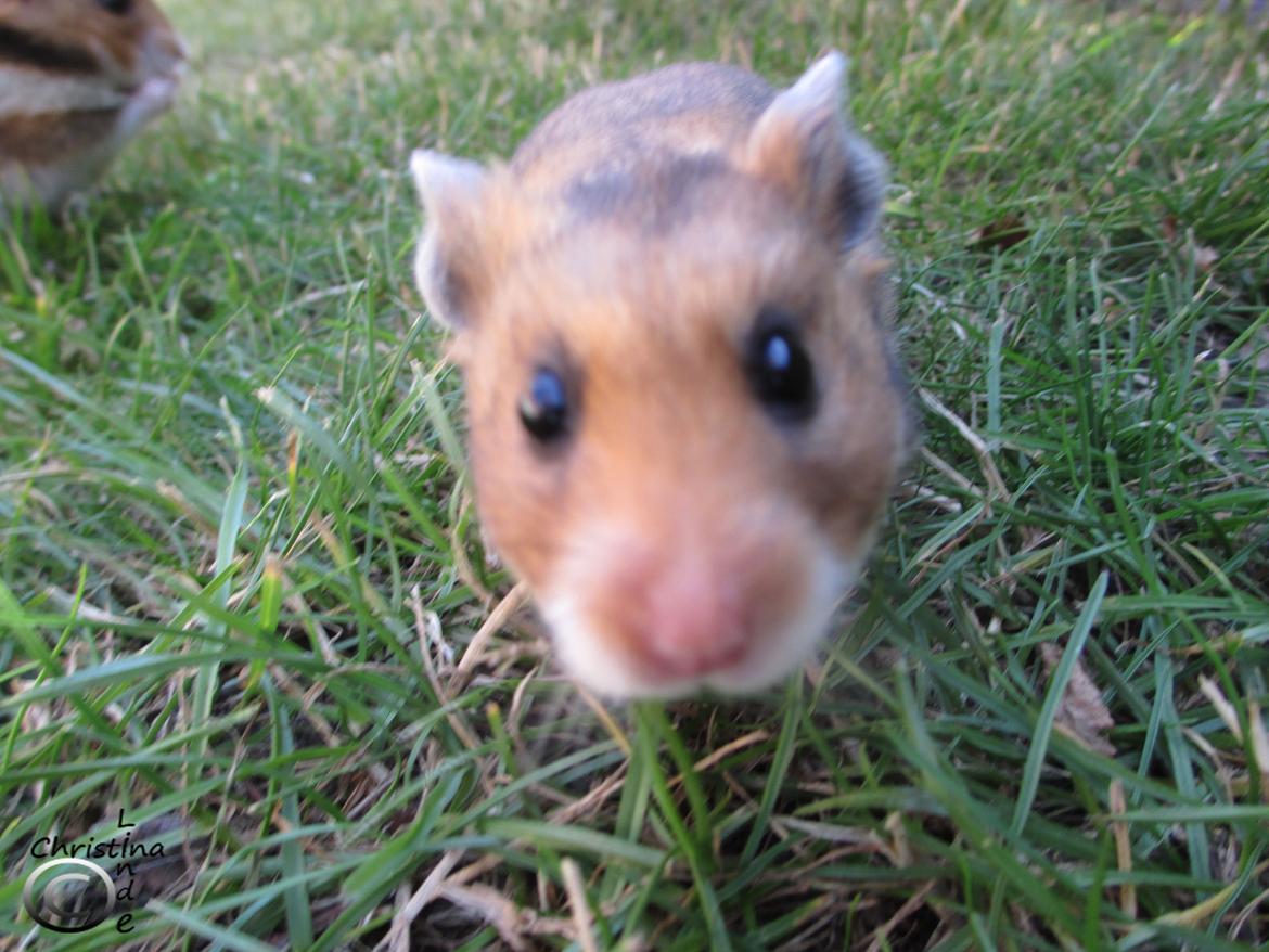 Hamster Champ. Lindes Reykjavik billede 3