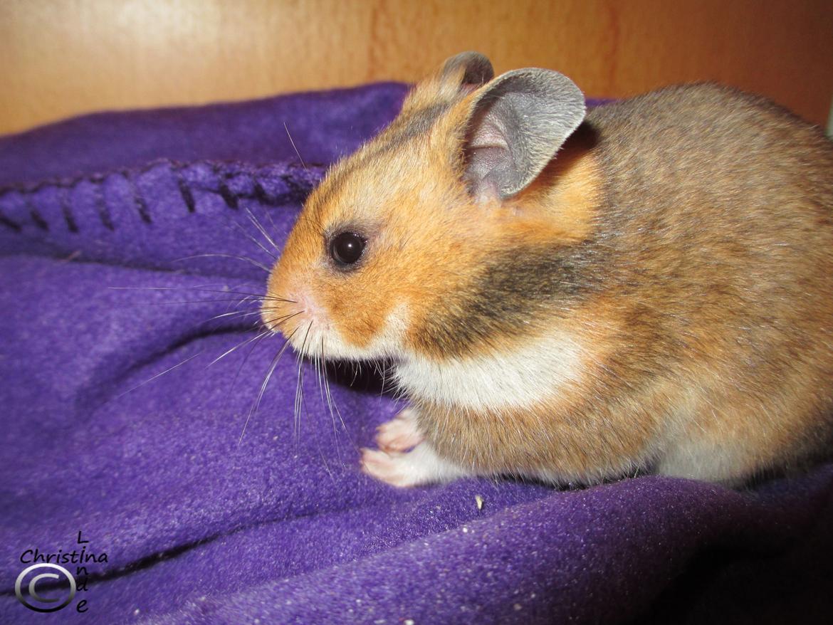 Hamster Champ. Lindes Reykjavik billede 5