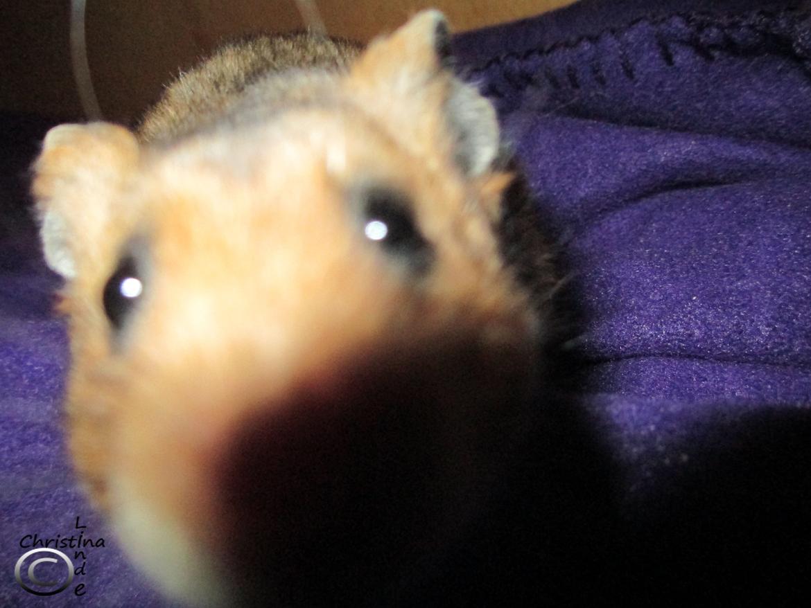 Hamster Champ. Lindes Reykjavik billede 6