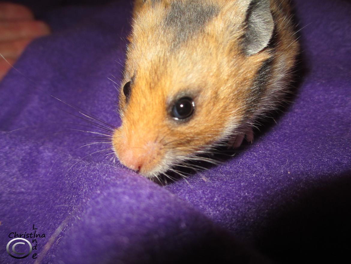 Hamster Champ. Lindes Reykjavik billede 7