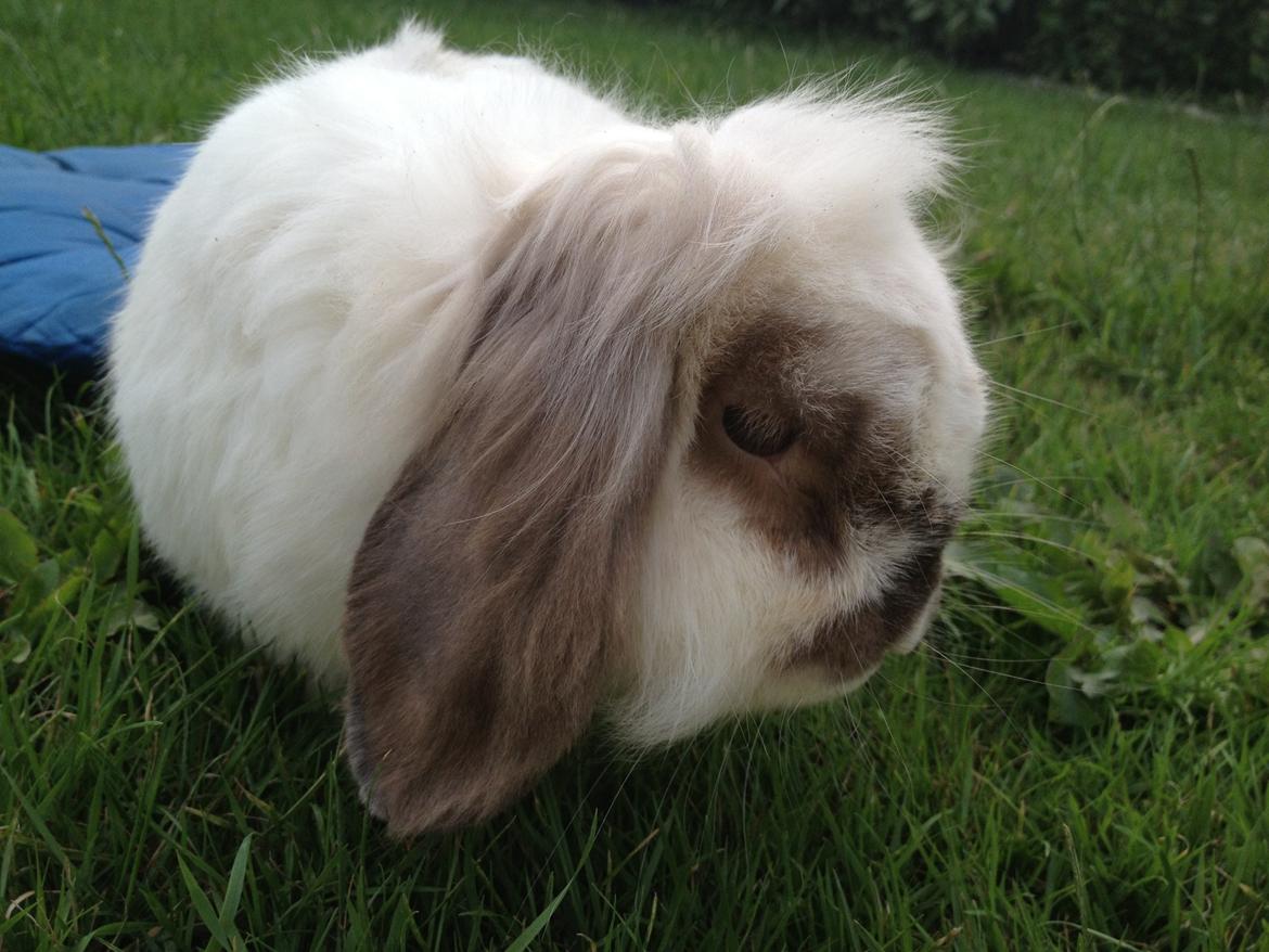 Kanin Snoopie billede 1