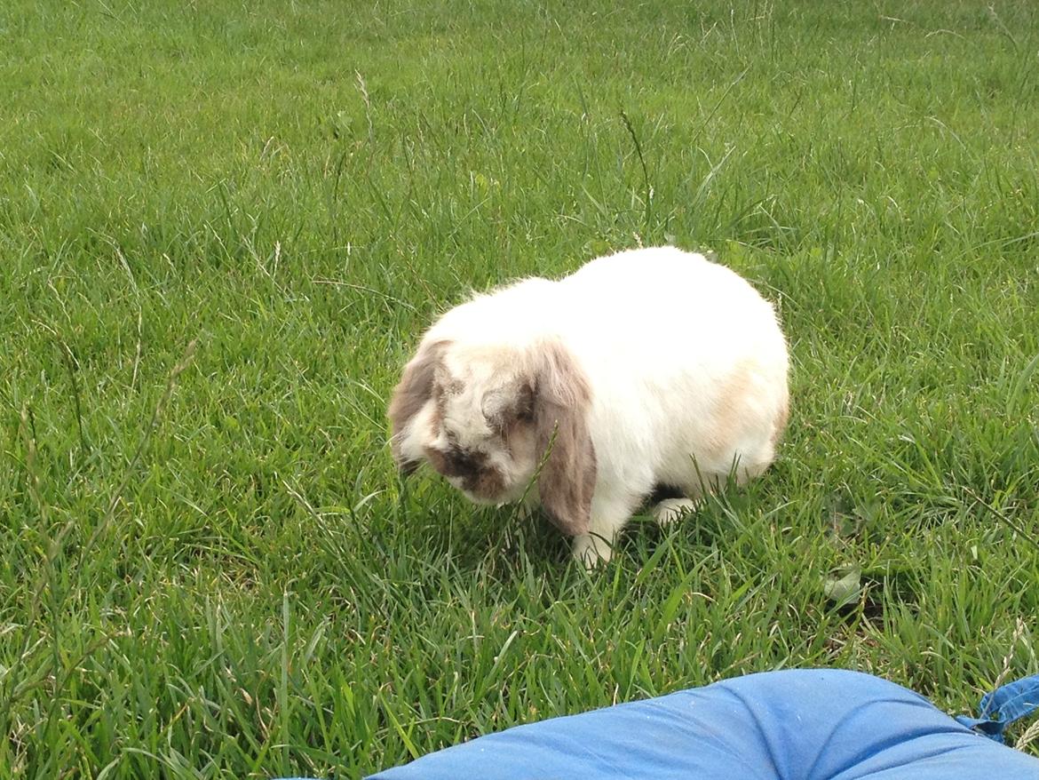 Kanin Snoopie billede 2