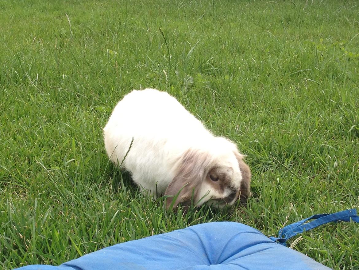 Kanin Snoopie billede 3